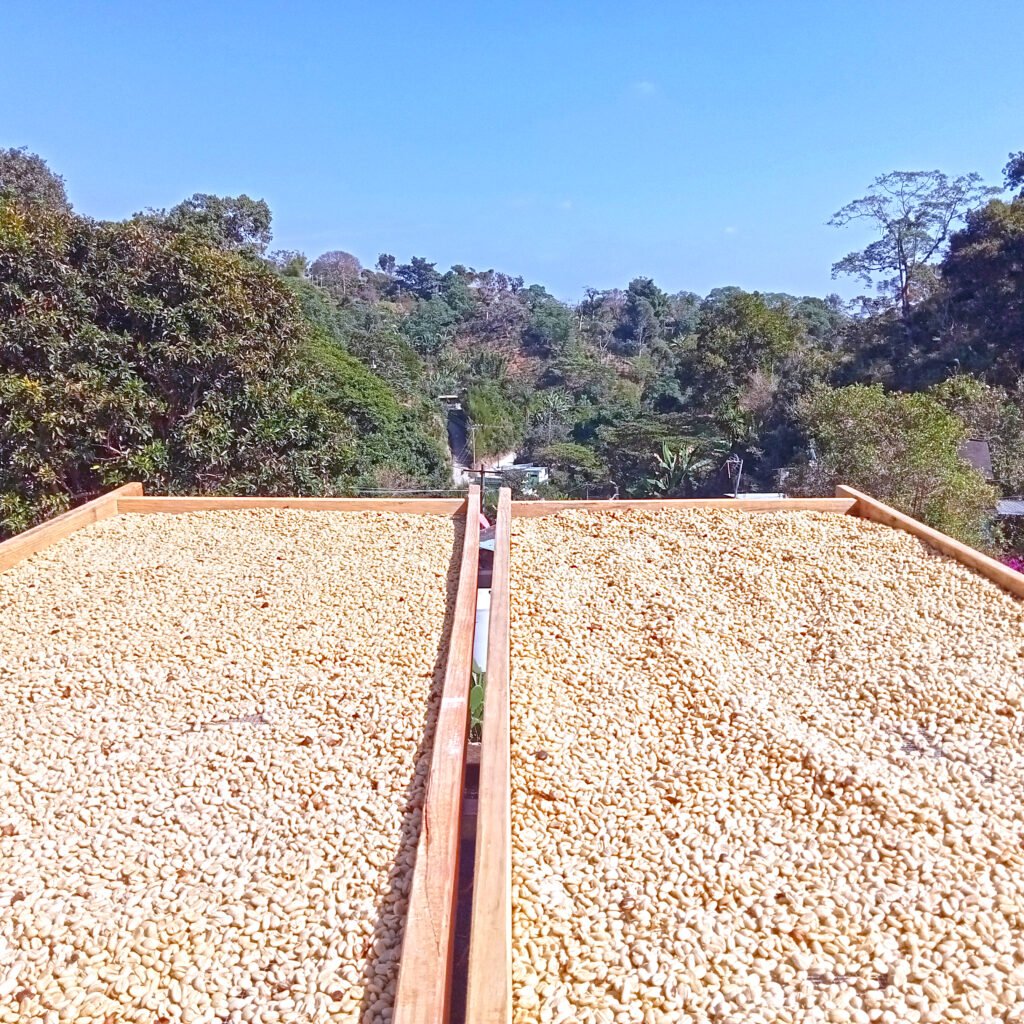 cafe pergamino de veracruz